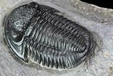 Finely Detailed Gerastos Trilobite Fossil - Morocco #107012-4
